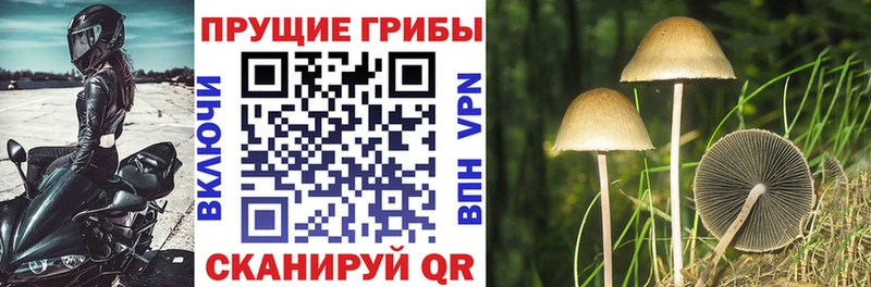 купить наркотики сайты Трубчевск мега ONION Псилоцибиновые грибы Psilocybine cubensis